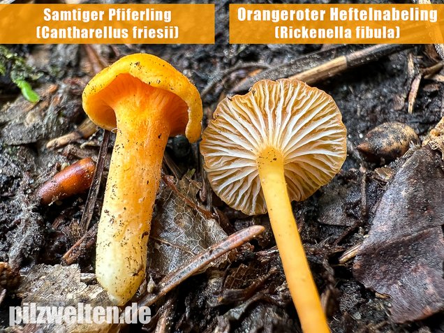 Orangeroter Heftelnabeling, Gelber Moosnabeling, Rickenella fibula