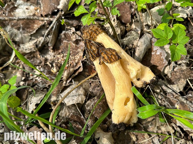 Käppchenmorchel, Morchella semilibera