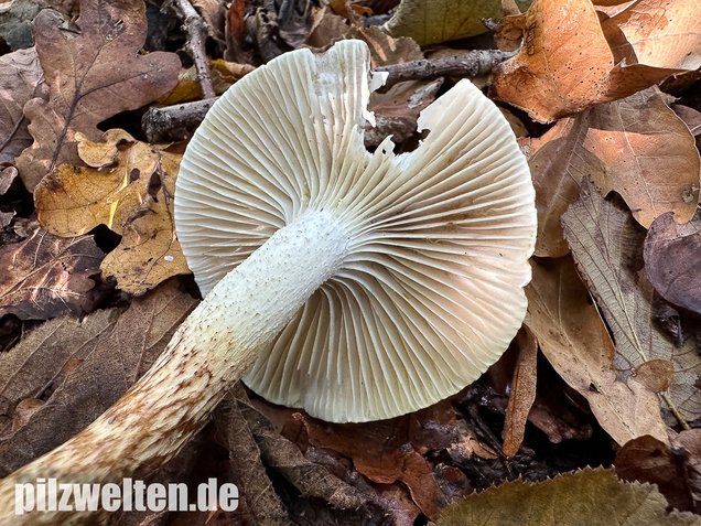 Zweifarbiger Schneckling, Olivbraungestiefelter Schneckling, Hygrophorus persoonii