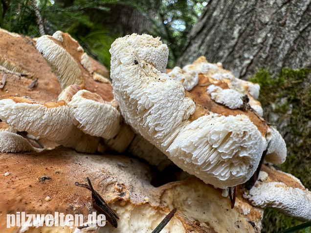 Bergporling, Bondarzewia mesenterica