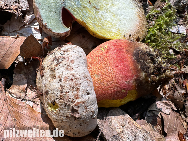 Blasshütiger Purpurröhrling, Rubroboletus rhodoxanthus