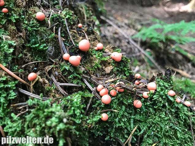Blutmilchpilz, Lycogala epidendrum