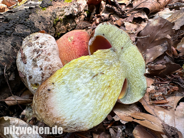 Blasshütiger Purpurröhrling, Rubroboletus rhodoxanthus