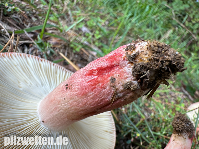 Blutroter Täubling, Bluttäubling, Russula sanguinaria