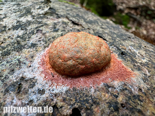 Gelboranger Schleimpilz, Rotoranger Schleimpilz, Fuligo leviderma