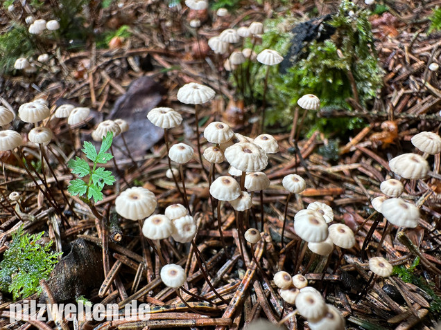 Nadelstreu-Käsepilzchen, Käsepilzchen, Marasmius wettsteinii