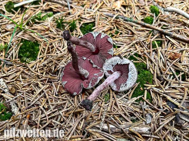 Blutblättriger Zwergschirmling, Melanophyllum haematospermum
