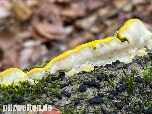 Gilbende Tramete, Spitzwarzige Weißfäuletramete, Antrodiella serpula