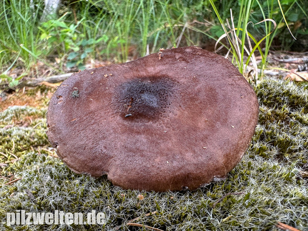 Schwarzschneidiger Dachpilz, Pluteus atromarginatus