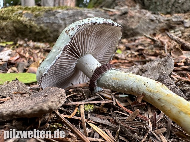 Grünspanträuschling, Stropharia aeruginosa