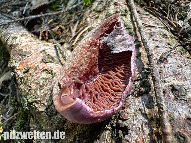 Lila-Dickfuß, Safranfleischiger Dickfuß,  Cortinarius traganus