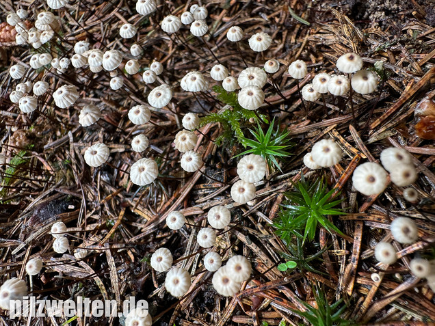 Nadelstreu-Käsepilzchen, Käsepilzchen, Marasmius wettsteinii