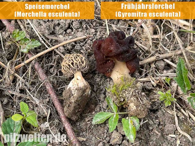 Frühjahrslorchel, Giftlorchel, Gyromitra esculenta