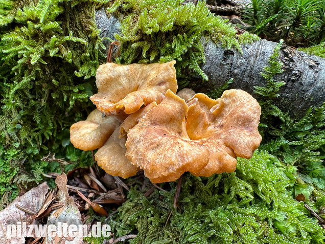 Gelbvioletter Pfifferling, Cantharellus ianthinoxanthus