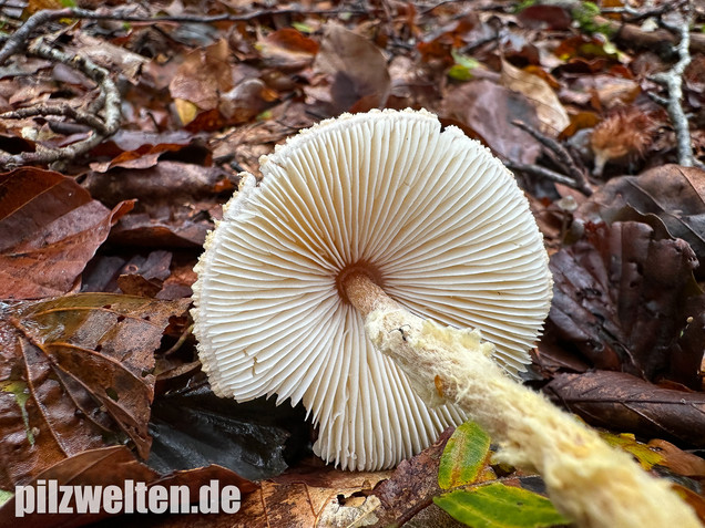 Gelbflockiger Wollstielschirmling, Lepiota magnispora