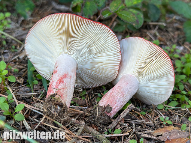 Blutroter Täubling, Bluttäubling, Russula sanguinaria