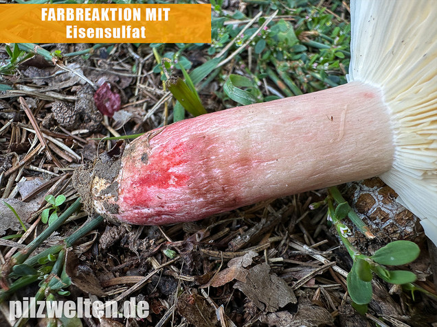 Blutroter Täubling, Bluttäubling, Russula sanguinaria