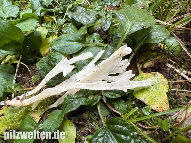 Runzelige Koralle, Runzeliger Keulenpilz, Clavulina rugosa