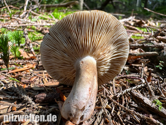 Pechschwarzer Milchling, Lactarius picinus