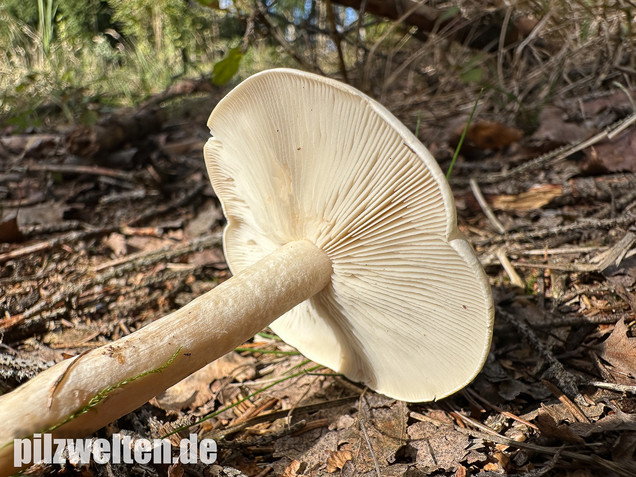 Bleiweißer Trichterling, Fichtentrichterling, Clitocybe phyllophila