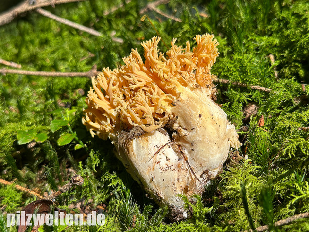 Gebirgskoralle, Largents Korallenpilz, Ramaria largentii