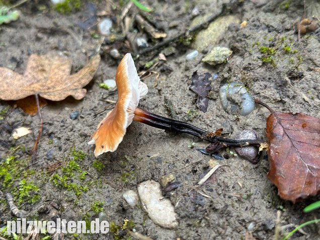 Kohlstinkschwindling, Gymnopus brassicolens