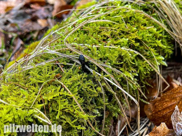 Langstielige Holzkeule, Xylaria longipes