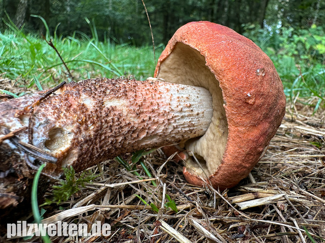 Laubwald-Rotkappe, Eichenrotkappe, Leccinum aurantiacum