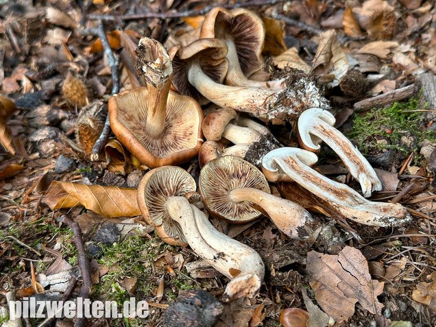 Brandiger Ritterling, Tricholoma ustale