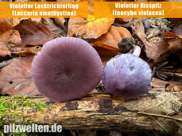 Violetter Risspilz, Lilaseidiger Risspilz, Inocybe violacea