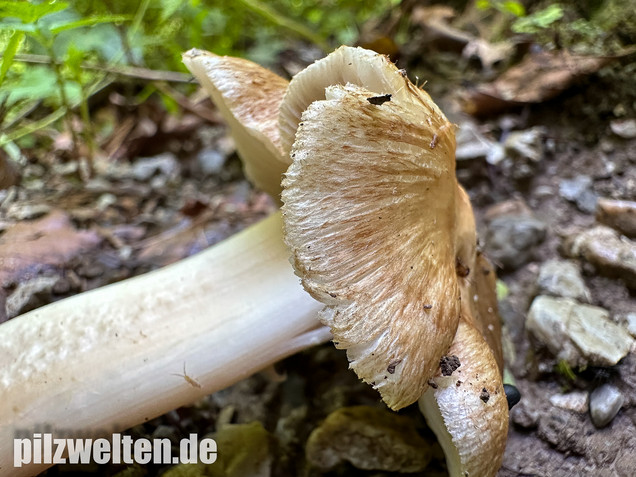 Graubeigeblättriger Risspilz, Sternsporiger Risspilz, Inocybe margaritispora