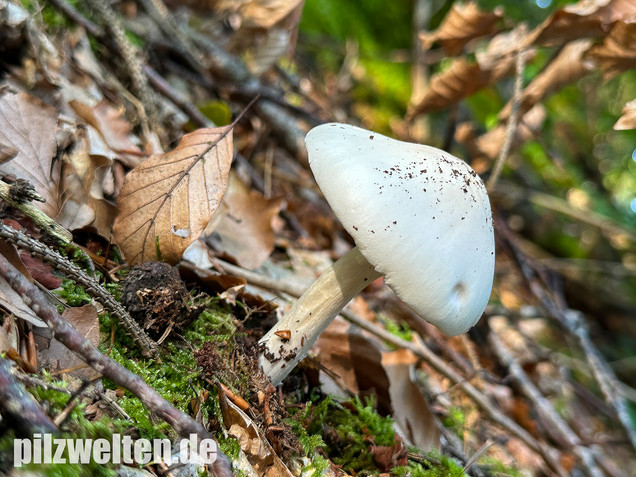 Kegelhütiger Knollenblätterpilz, Amanita virosa