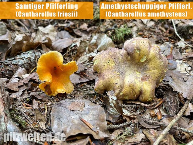 Violettschuppiger Pfifferling, Cantharellus amethysteus