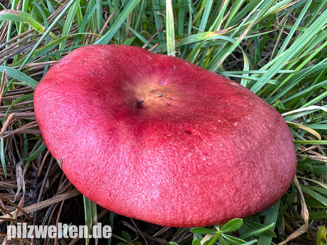 Blutroter Täubling, Bluttäubling, Russula sanguinaria