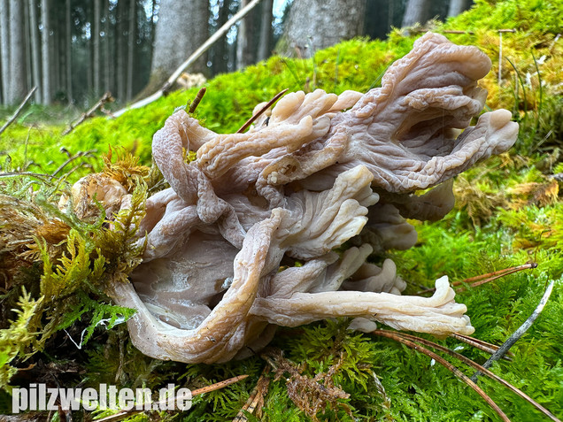 Graue Koralle, Grauer Keulenpilz, Clavulina cinerea