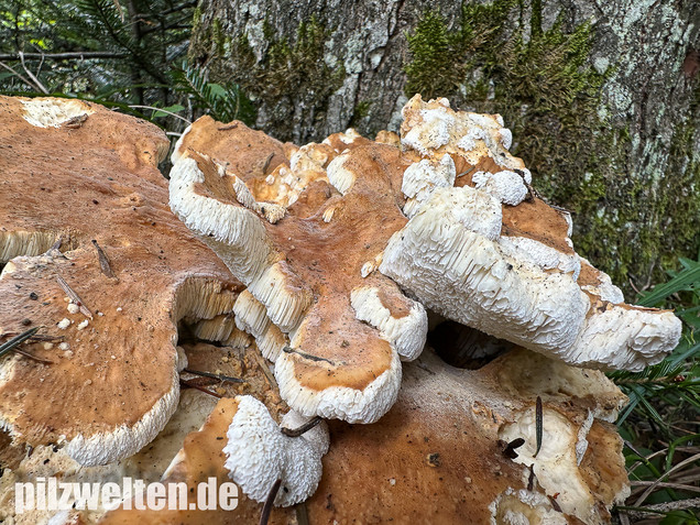 Bergporling, Bondarzewia mesenterica