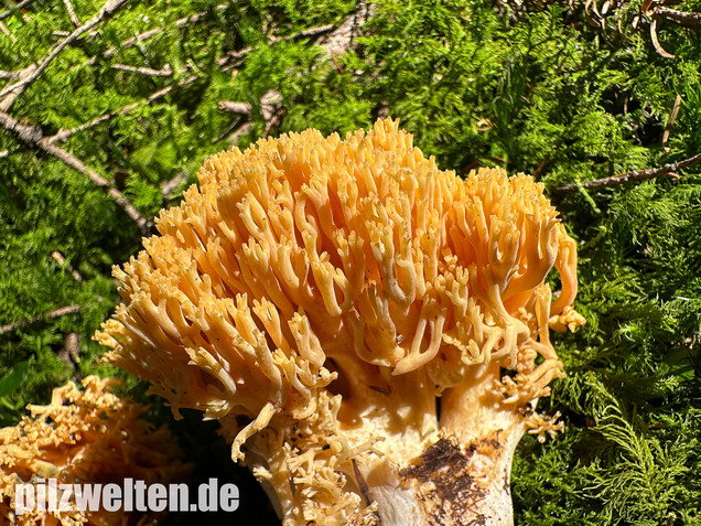 Gebirgskoralle, Largents Korallenpilz, Ramaria largentii