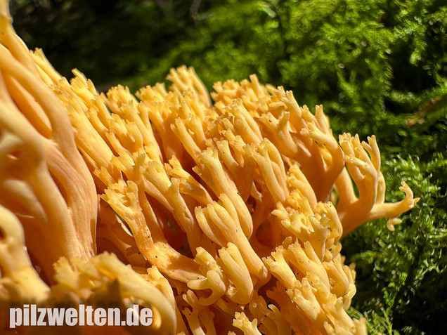 Gebirgskoralle, Largents Korallenpilz, Ramaria largentii