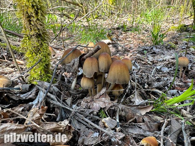 Glimmertintling, Coprinellus micaceus