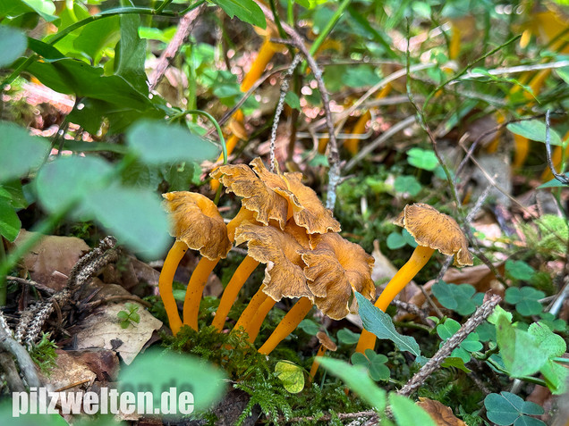 Starkriechender Trompetenpfifferling, Gelbe Kraterelle, Craterellus lutescens