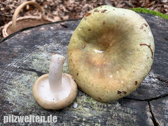 Grasgrüner Täubling, Russula aeruginea