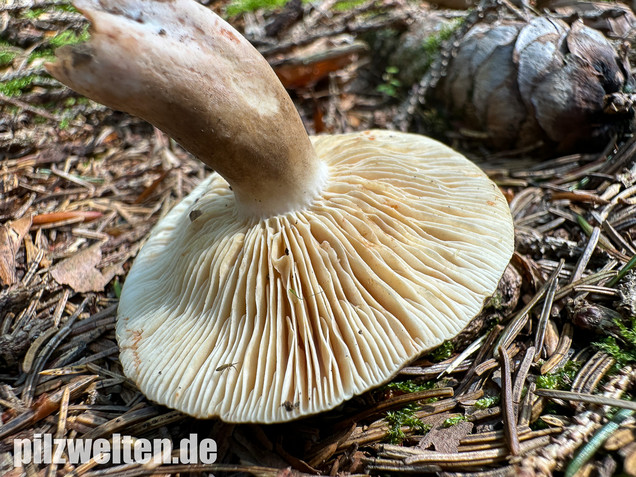 Pechschwarzer Milchling, Lactarius picinus