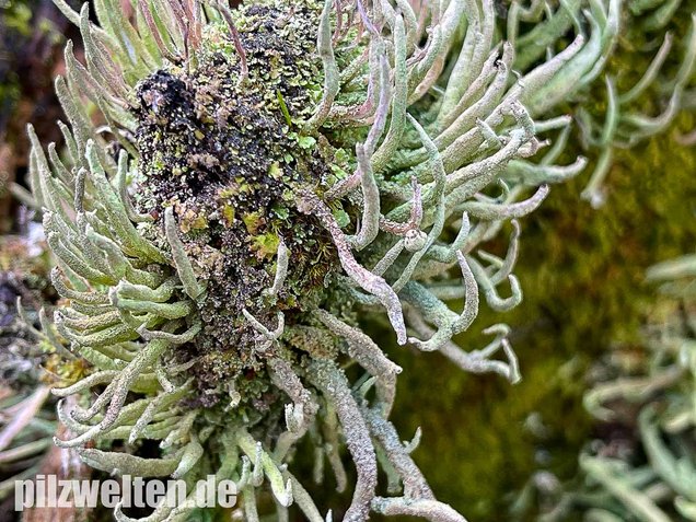 Keulenflechte, Cladonia coniocraea