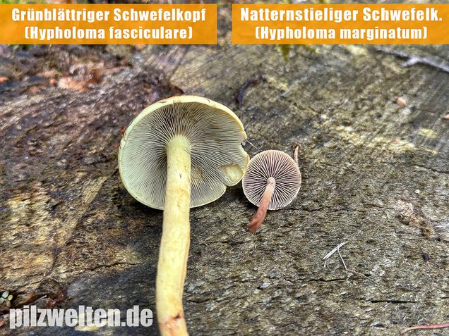 Natternstieliger Schwefelkopf, Hypholoma marginatum