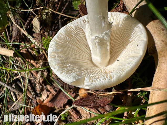 Kegelhütiger Knollenblätterpilz, Amanita virosa