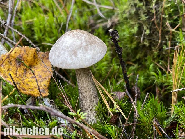 Weißer Birkenpilz, Leccinum holopus