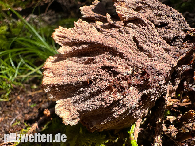 Gemeiner Erdwarzenpilz, Thelephora terrestris