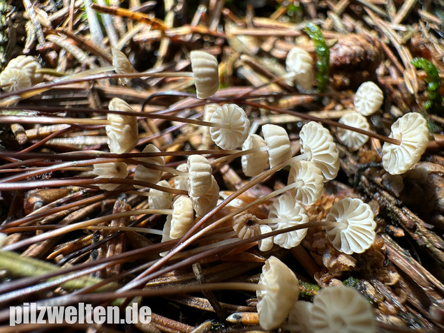 Nadelstreu-Käsepilzchen, Käsepilzchen, Marasmius wettsteinii