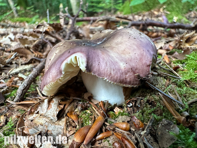 Weißstieliger Ledertäubling, Russula romellii