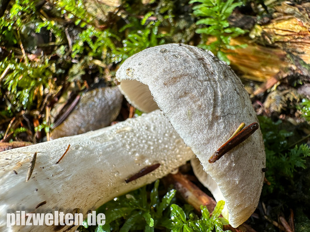 Seidiger Tigerritterling, Tricholoma filamentosum